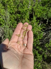 Apiastrum angustifolium