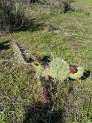 Opuntia oricola