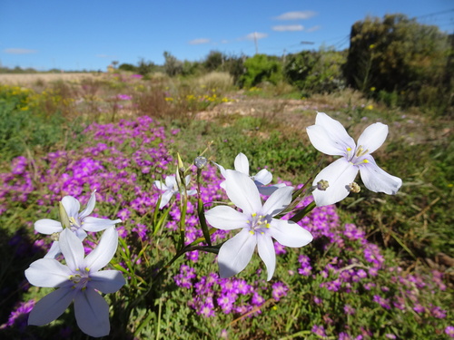 Image of Moraea polyanthos by (c) Thomas Koffel, some rights reserved (CC BY)