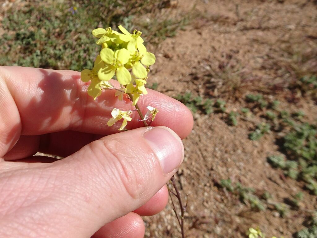 mustard family from Garden Route District Municipality, South Africa on