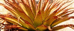 Aloe lineata