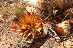 Aloe lineata