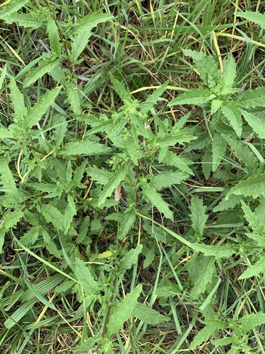 Chenopodium album, 2023-10-13