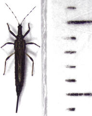 Idolothrips spectrum