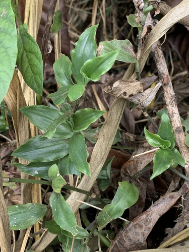 Tradescantia fluminensis observed 2023-10-13