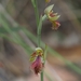 Mountain Beard Orchid - Photo (c) David Gobbett, some rights reserved (CC BY-NC), uploaded by David Gobbett