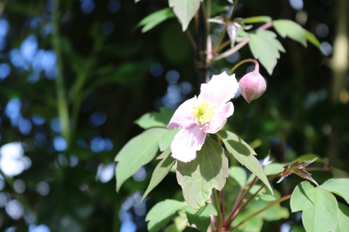 Image of Clematis montana by (c) Julia Palmer, some rights reserved (CC BY-SA)