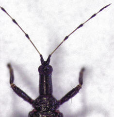 Idolothrips spectrum