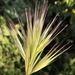 Red Brome - Photo (c) jrebman, some rights reserved (CC BY-NC), uploaded by jrebman