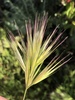 Genea - Photo (c) jrebman, some rights reserved (CC BY-NC), uploaded by jrebman