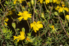 Hibbertia obtusibracteata - Photo (c) Tim Hammer, algunos derechos reservados (CC BY), subido por Tim Hammer