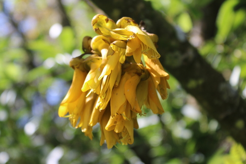 Image of Coastal Kowhai (Sophora chathamica) by (c) Julia Palmer, some rights reserved (CC BY-SA)