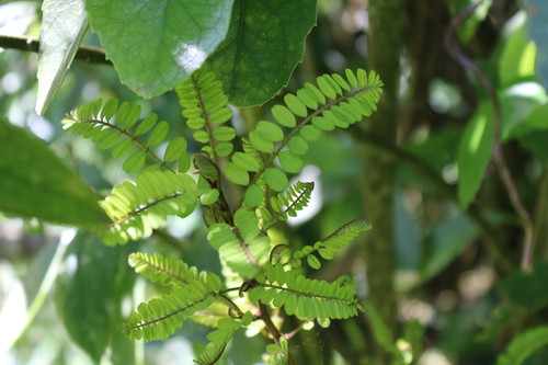Image of Coastal Kowhai (Sophora chathamica) by (c) Julia Palmer, some rights reserved (CC BY-SA)