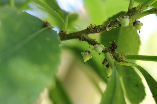 Image of Melicytus chathamicus by (c) Julia Palmer, some rights reserved (CC BY-SA)