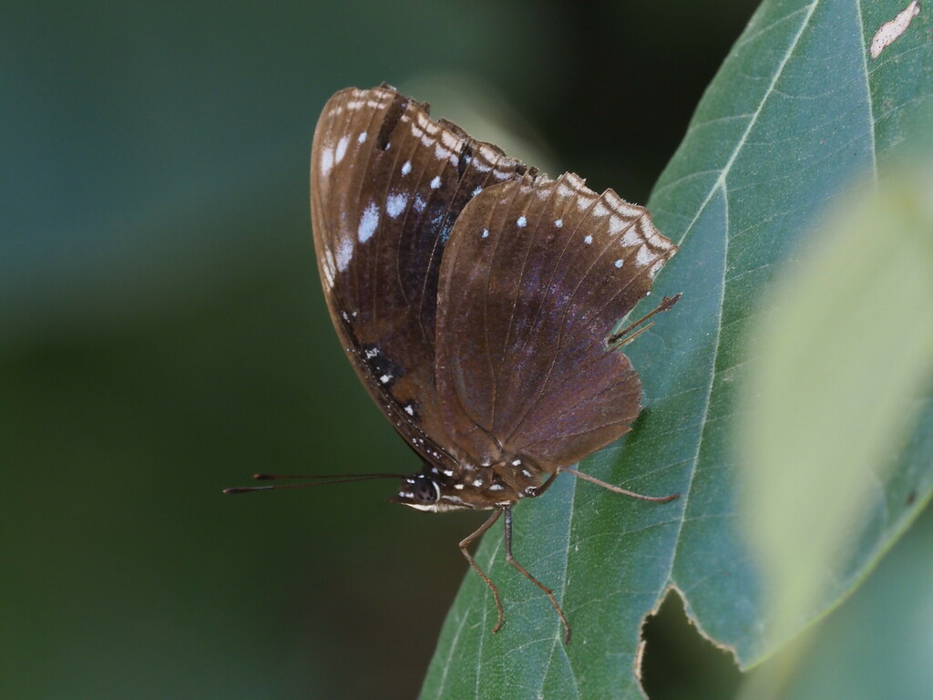 Blue-banded Eggfly