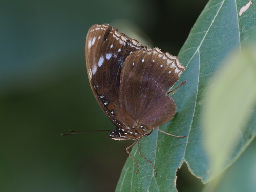 Blue-banded Eggfly