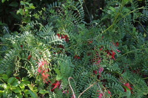 Eastern Kakabeak (Clianthus maximus)