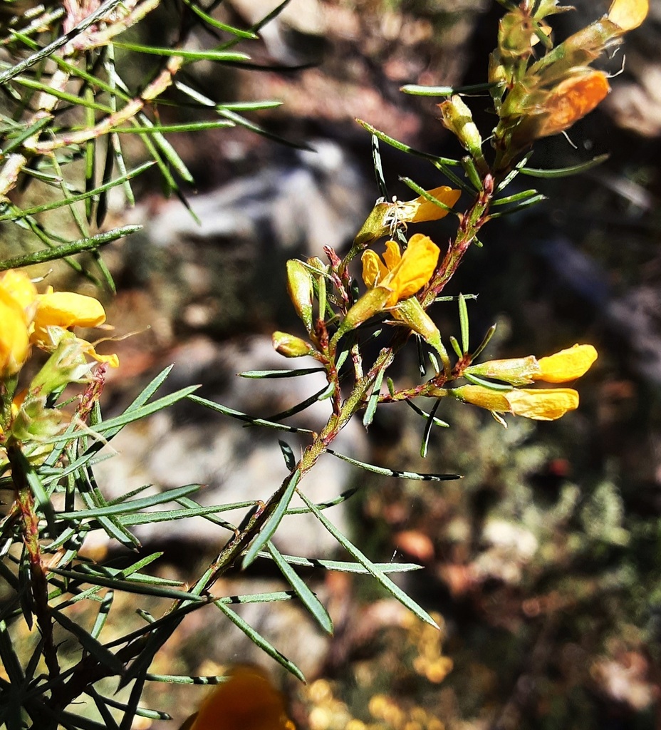 Pultenaea mutabilis in October 2023 by Chris Jonkers. Pultenaea