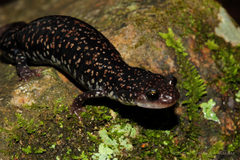 Plethodon caddoensis