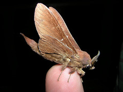 Lebeda nobilis