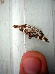 Chabula acamasalis