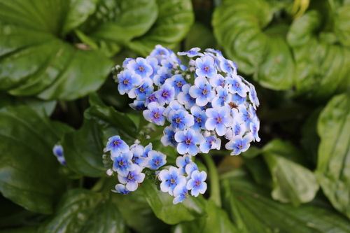 Image of Myosotidium hortensia by (c) Julia Palmer, some rights reserved (CC BY-SA)