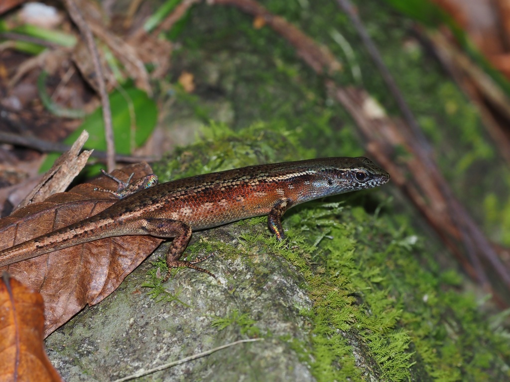 Eastern Rainbow Skink