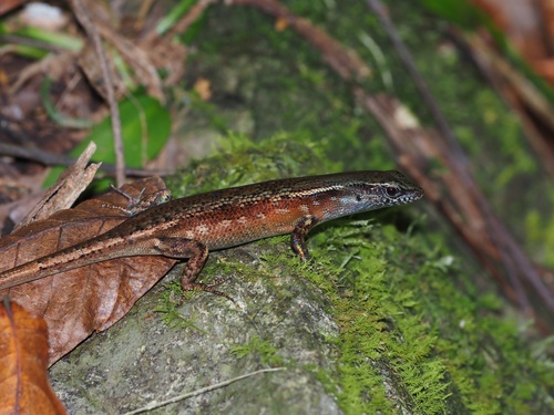 Papua Rainbow-skink, Carlia eothen