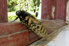 Acherontia