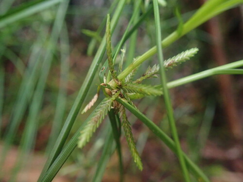 Cyperus trinervis