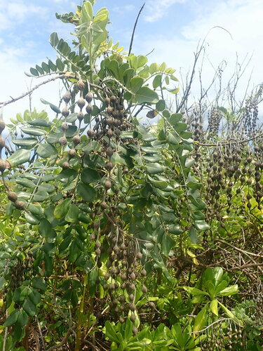 Laburnum, 2022-09-21