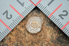 Daedalochila chisosensis