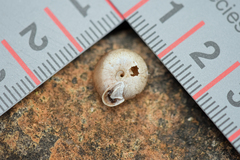 Daedalochila chisosensis