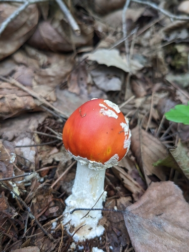 観察された菌類