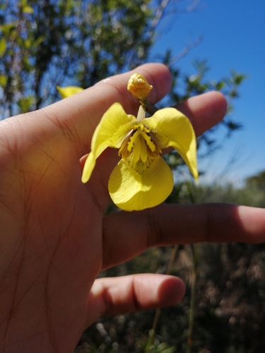 Image of Moraea bellendenii by (c) Shane Lucas, some rights reserved (CC BY)
