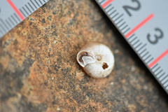 Daedalochila chisosensis