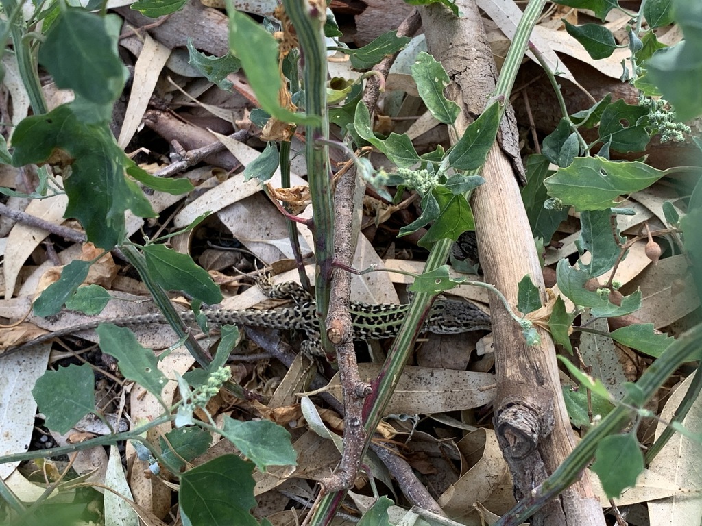 Lizard In Rome Italian Wall Lizard from 00148 Roma RM, Italy on October 10, 2022 at 10 ...