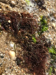 Gracilaria foliifera