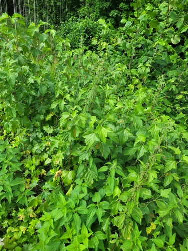 Ribes nigrum
