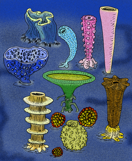 Coscinoptycta