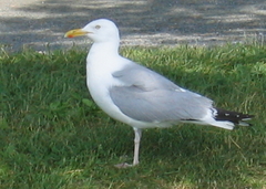 Larus argentatus
