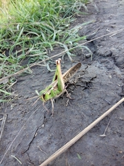 Locusta migratoria