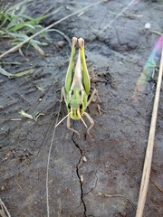 Locusta migratoria