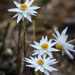 Hyalosperma praecox - Photo (c) Ben Zeeman, some rights reserved (CC BY-NC), uploaded by Ben Zeeman