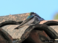 Tachycineta thalassina