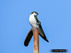 Tachycineta thalassina