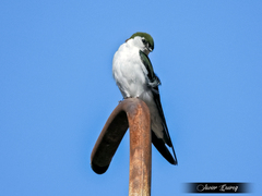 Tachycineta thalassina