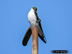 Tachycineta thalassina