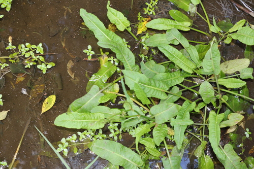 Rumex brownii iNat (1)