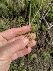 Apiastrum angustifolium